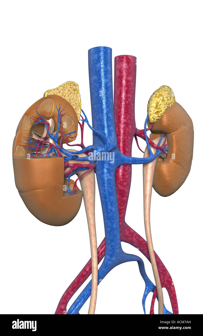 Blood supply of the kidneys Stock Photo Alamy