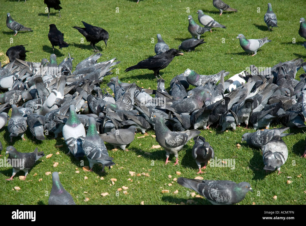 Bread crumbs birds hires stock photography and images Alamy