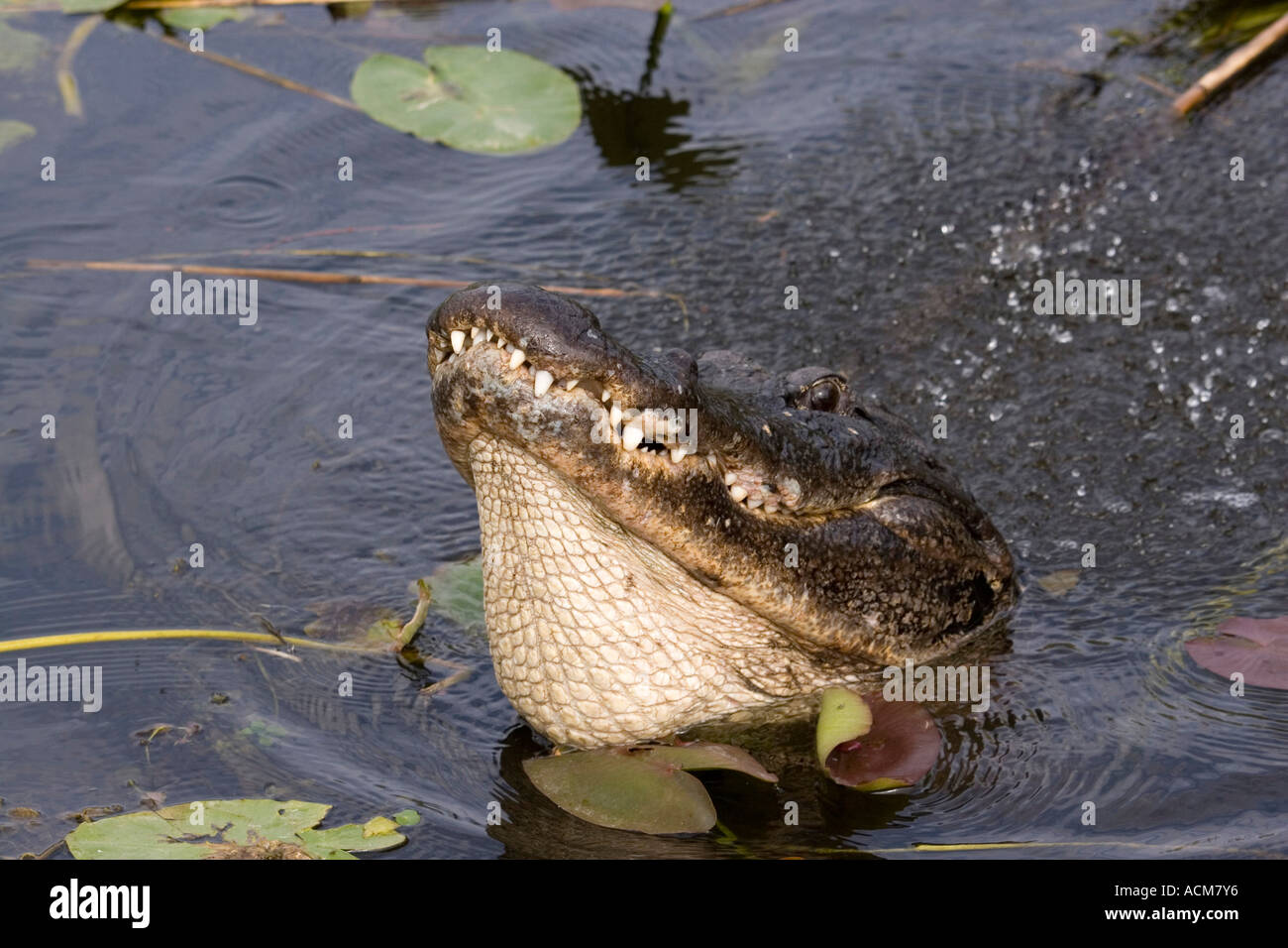 American Alligator Alligator mississppiensis makes a throaty call which ...