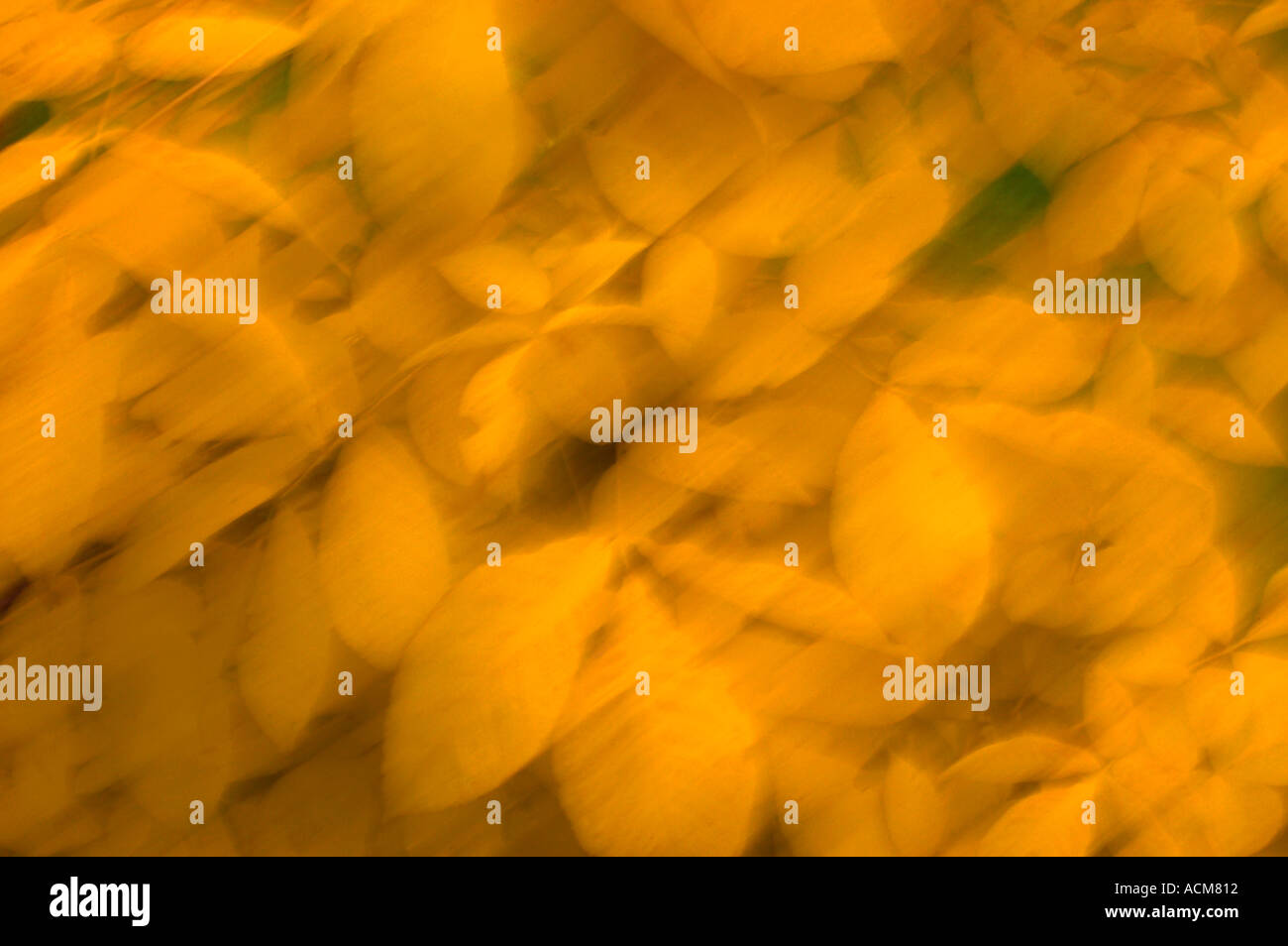 AUTUMN LEAVES IN WIND KEW GARDENS UK LONDON Stock Photo - Alamy