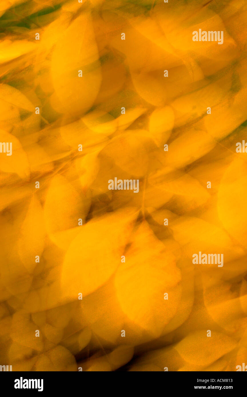 AUTUMN LEAVES IN WIND KEW GARDENS UK LONDON Stock Photo - Alamy