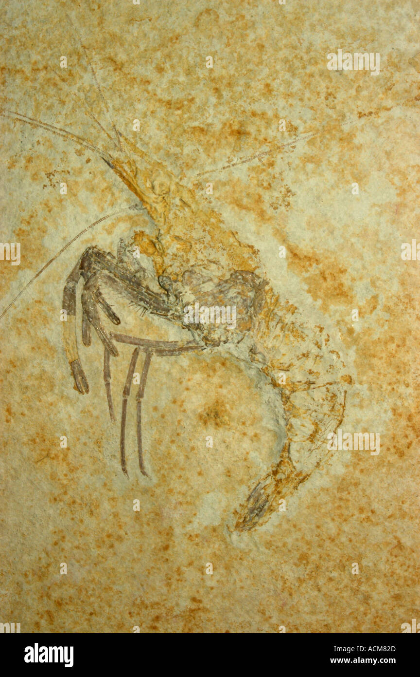 Fossil Shrimp, Solnhofen Limestone, Jurassic Germany Stock Photo