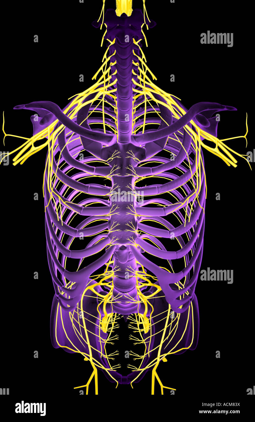 Nerves of the upper body Stock Photo