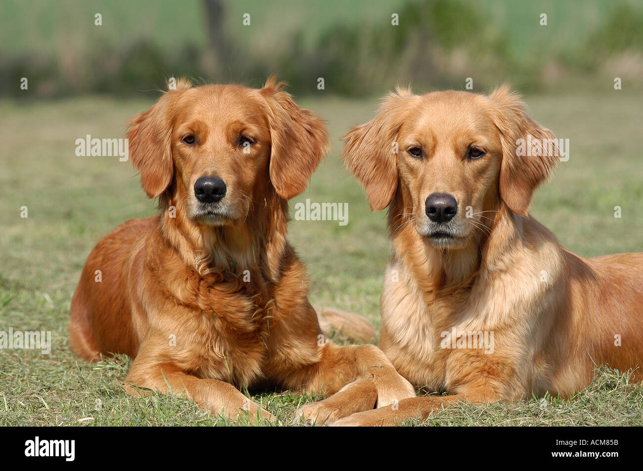 two Golden Retriever bitches lying in grass Stock Photo