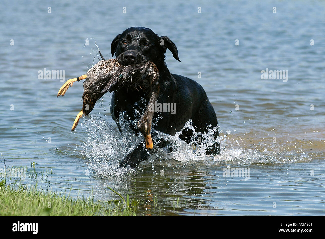 black Labrador Retriever dog carrying a duck out of water Stock Photo