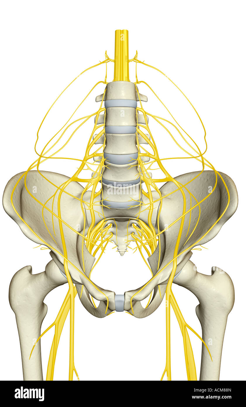 Nerve supply of the pelvis Stock Photo: 13186532 - Alamy