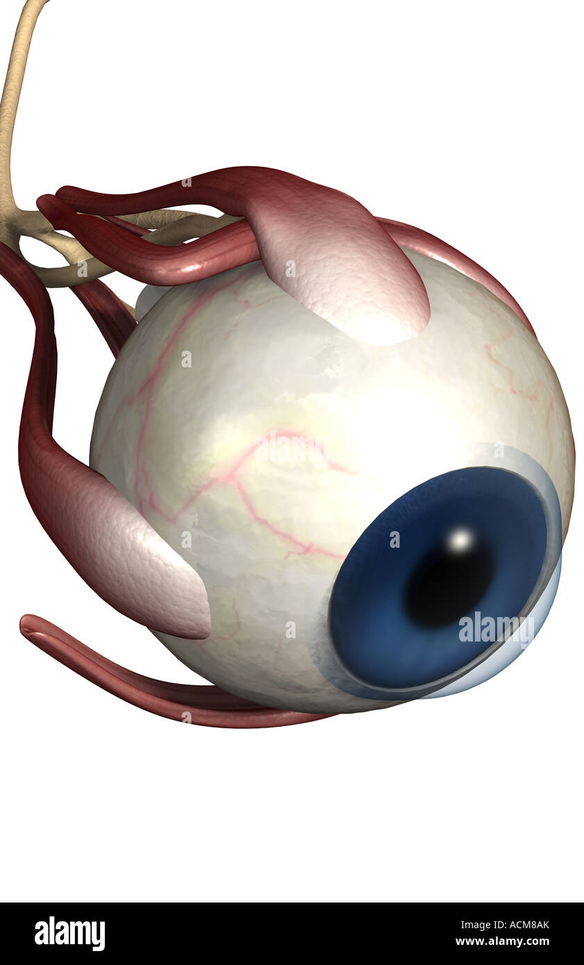 The muscles of the eye Stock Photo - Alamy