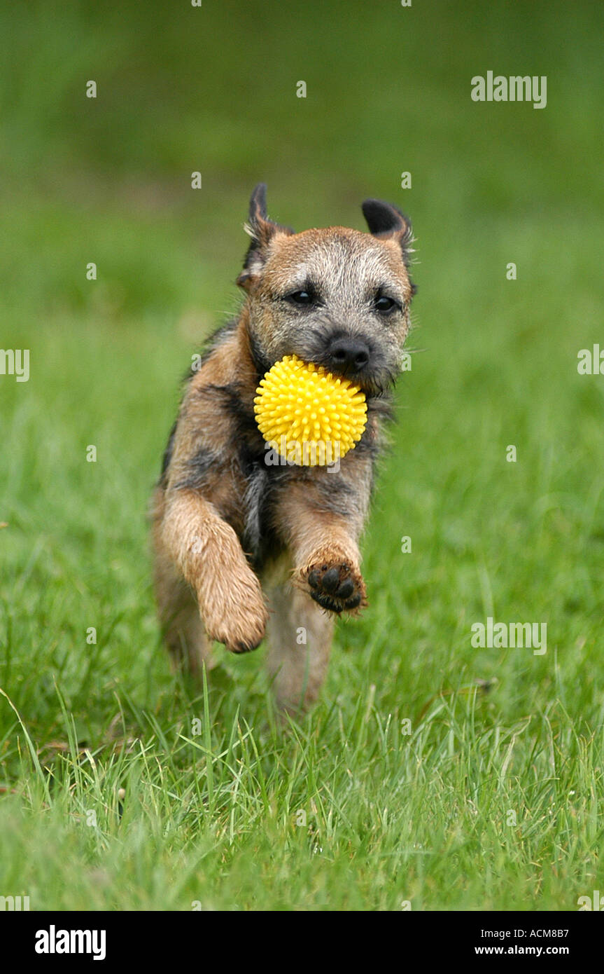 Border Terrier dog carrying a yellow ball Stock Photo