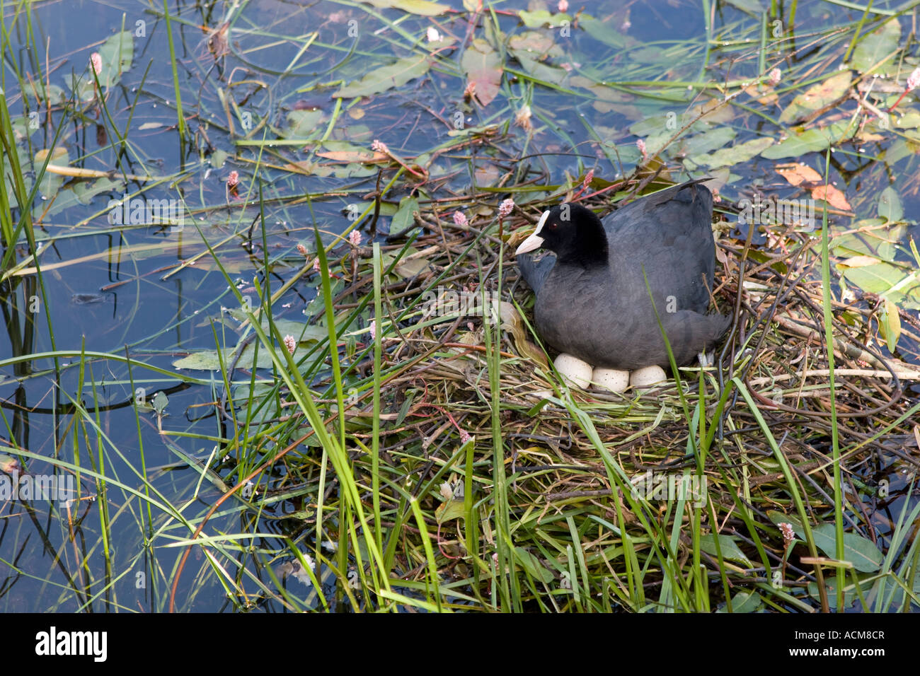 Common coot with nest and eggs Stock Photo