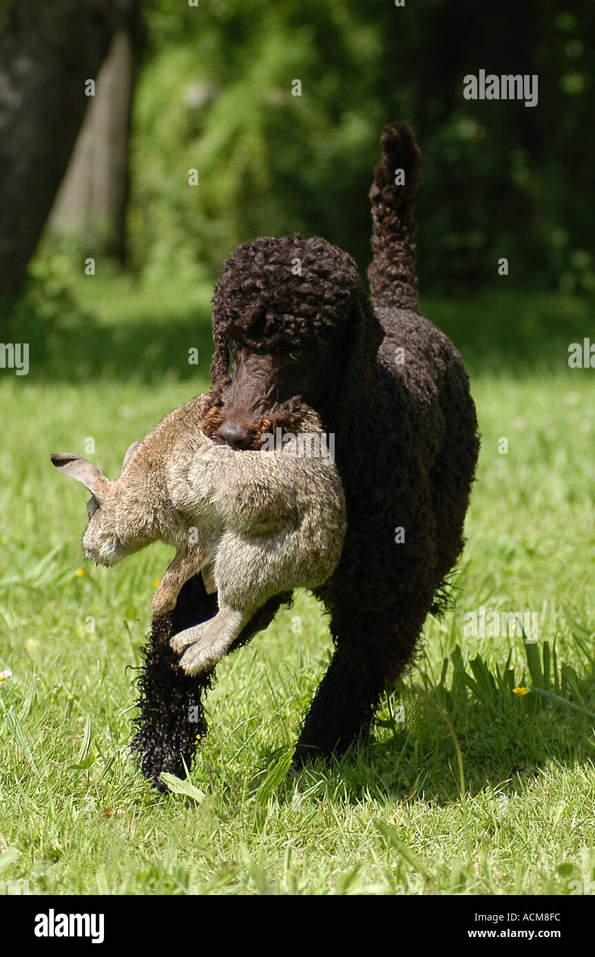 brown Poodle carrying a rabbit Stock Photo - Alamy