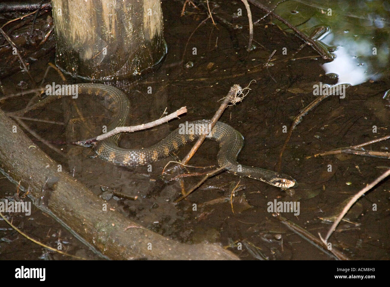 Broad banded Water Snake Nerodia fasciata florida everglades Stock Photo