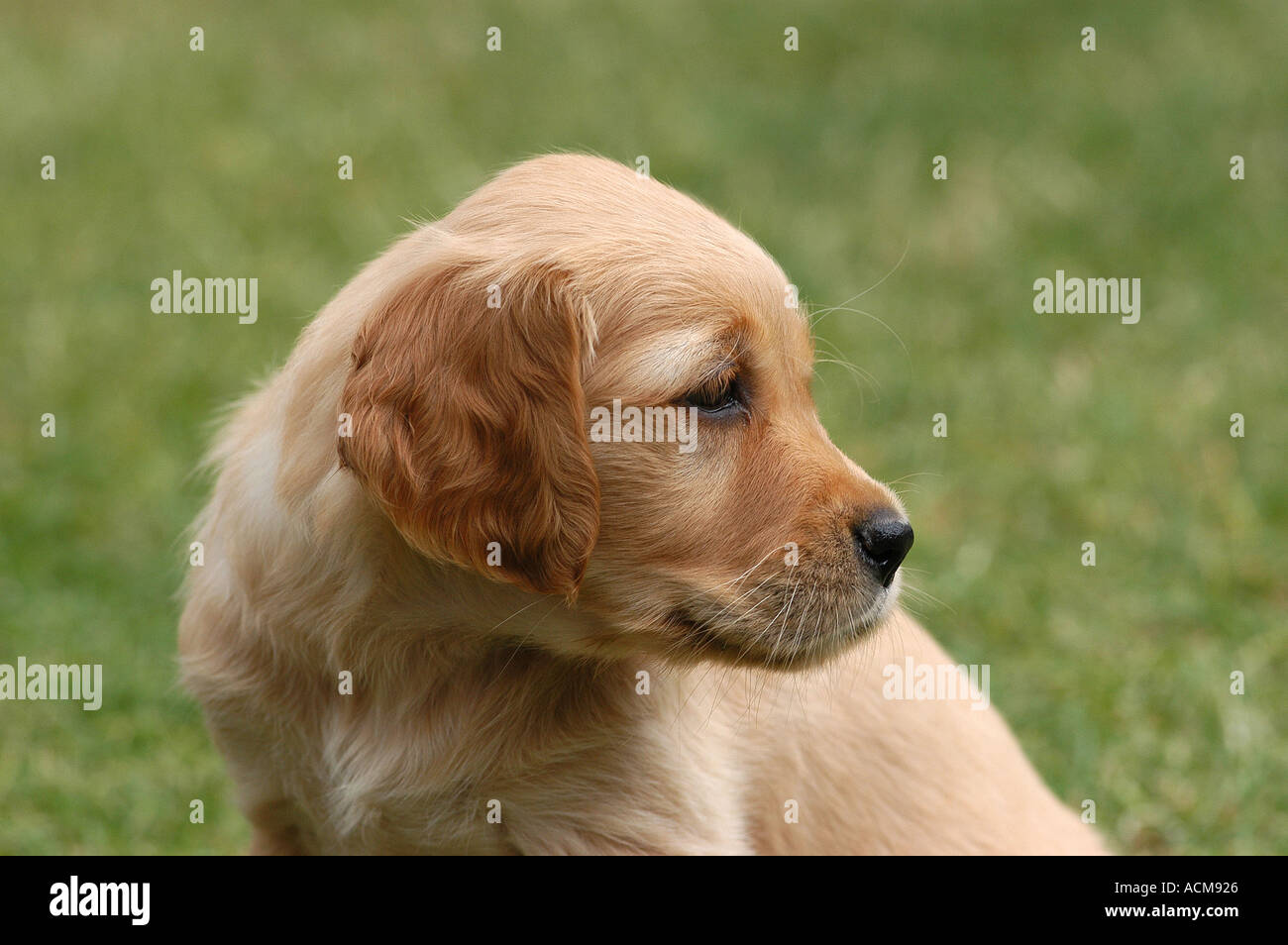 portrait of a Golden Retriever puppy Stock Photo - Alamy