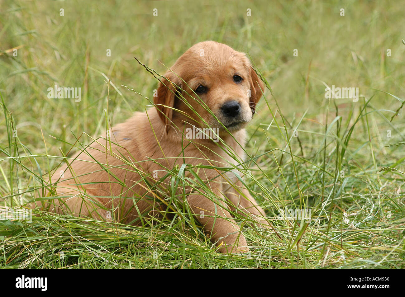 Golden Retriever puppy sitting on a meadow Stock Photo - Alamy