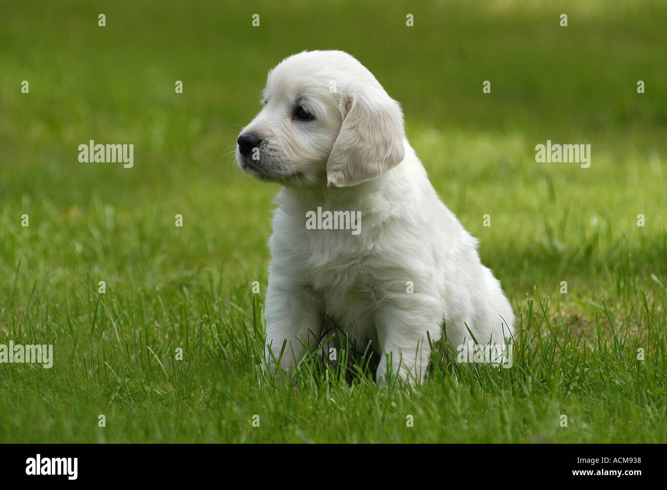Golden Retriever puppy sitting on a meadow Stock Photo - Alamy