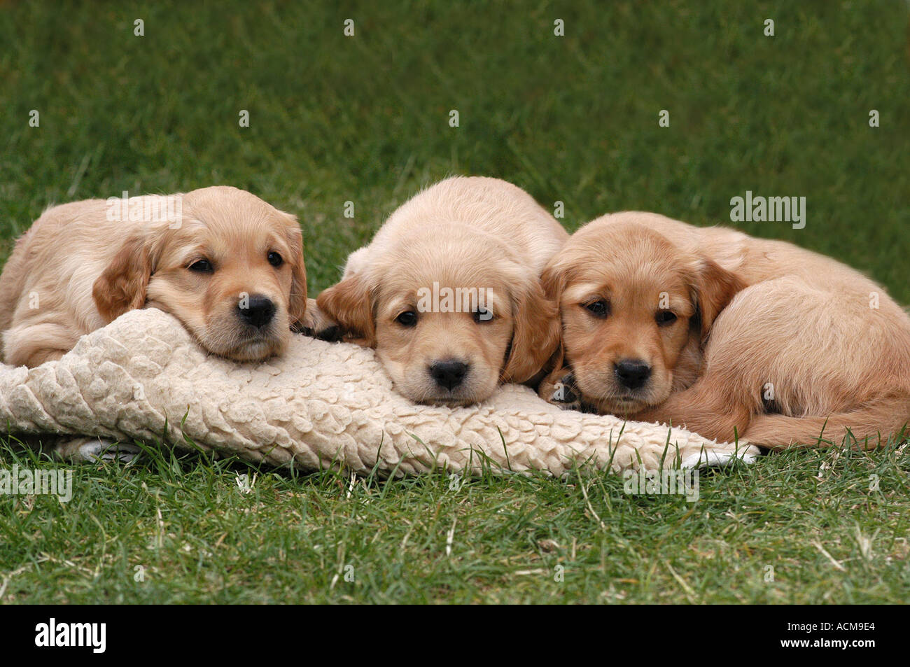 three Golden Retriever puppies lying on a blanket Stock Photo - Alamy