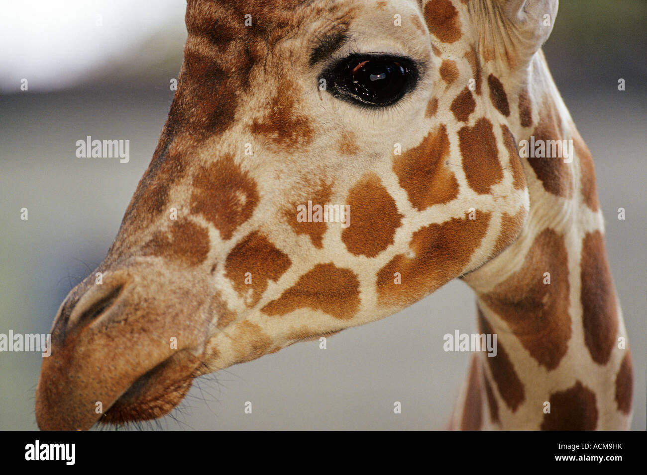 Giraffe portrait, Woodland Park Zoo, Seattle, Washington Stock Photo