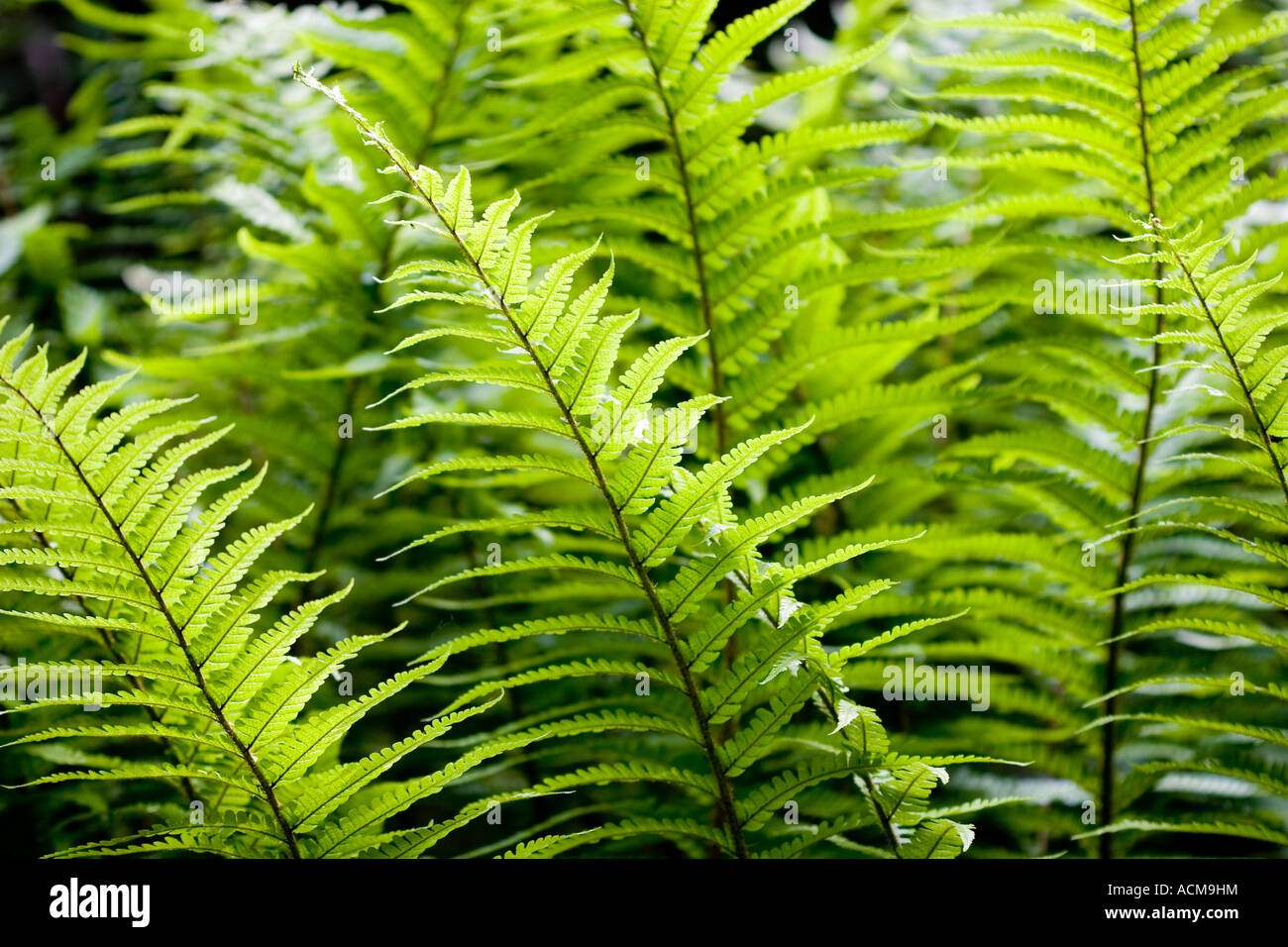 Woodland ferns hi-res stock photography and images - Alamy