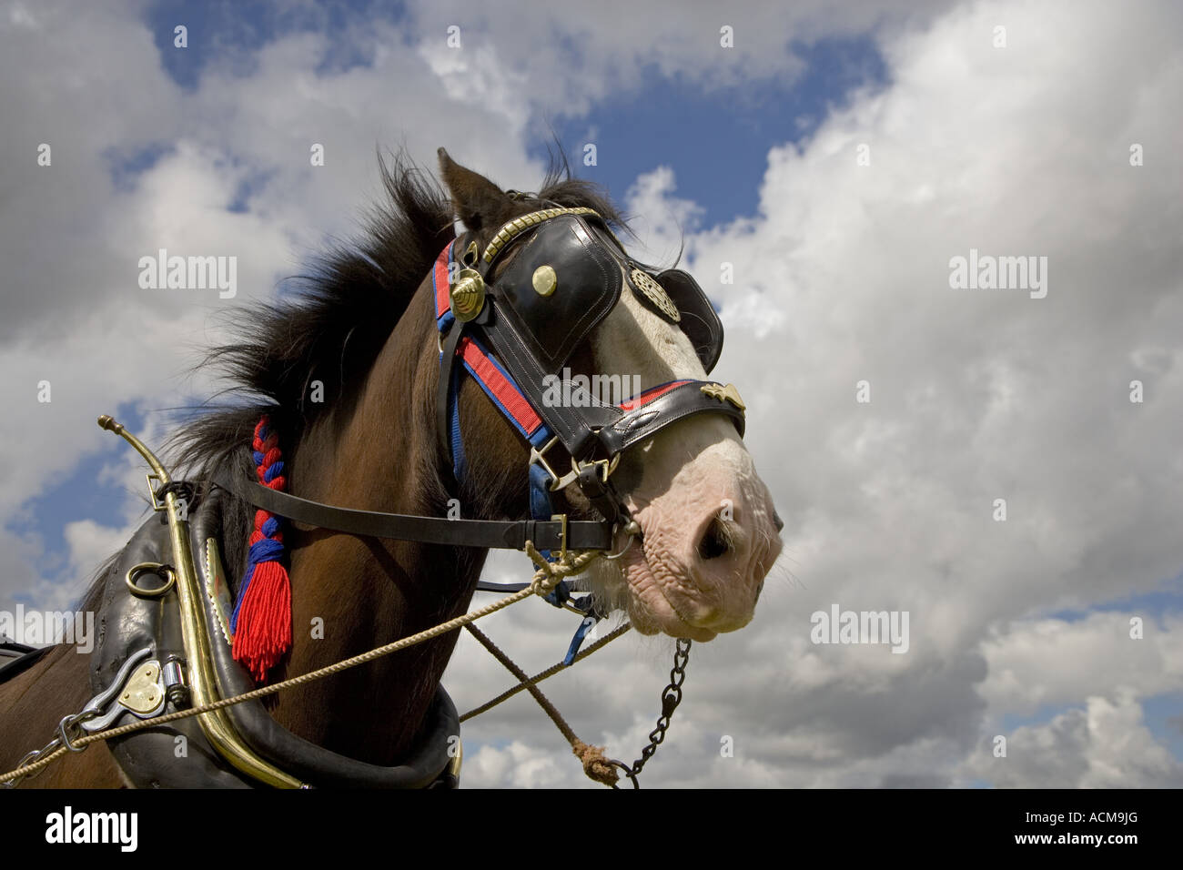 Old horse harness hi-res stock photography and images - Alamy