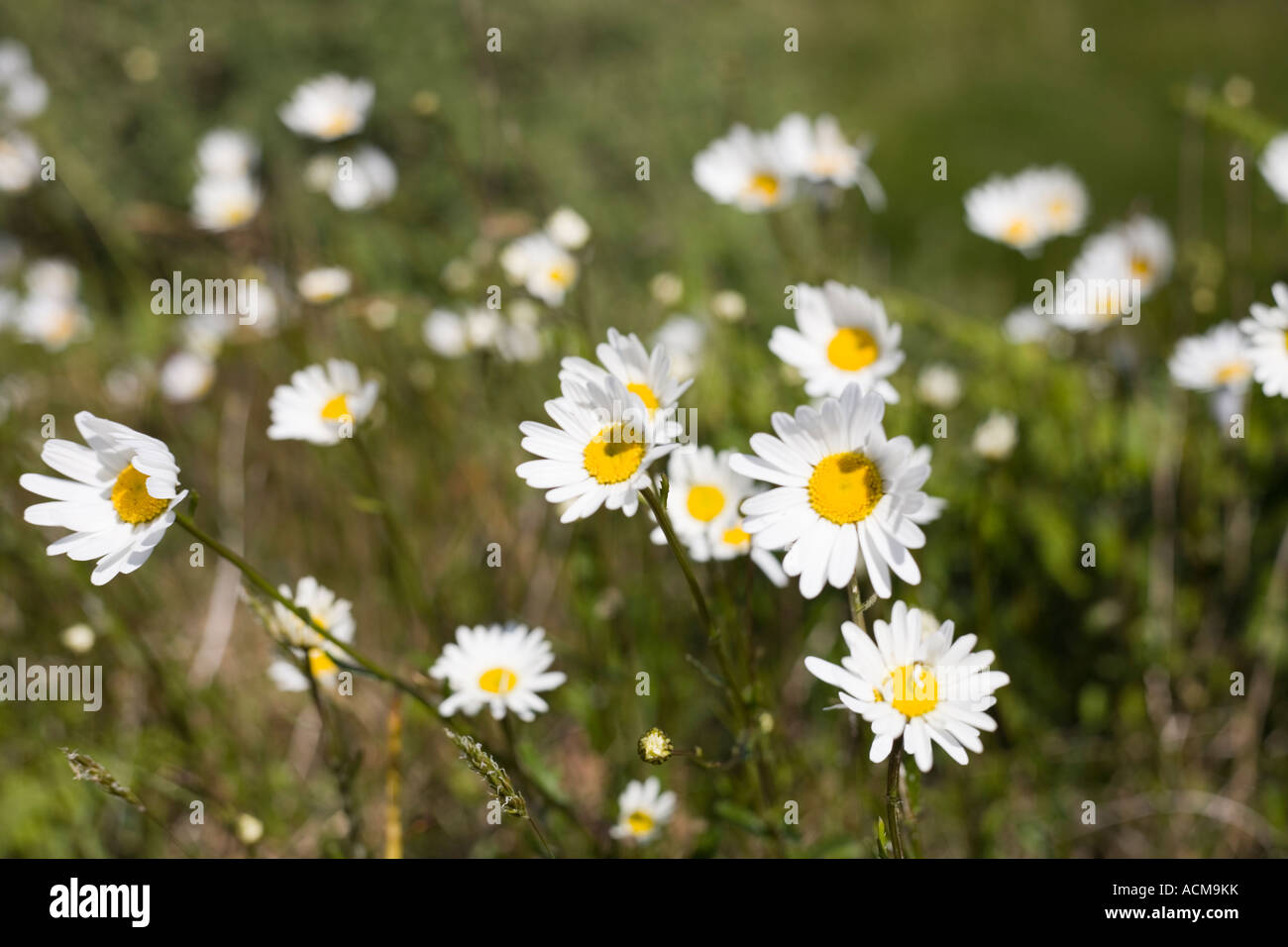 Field of Daisies Stock Photo Alamy