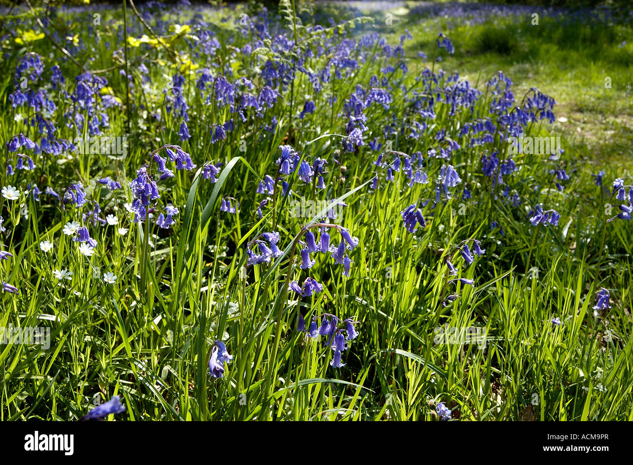 Bluebells in woodland Stock Photo
