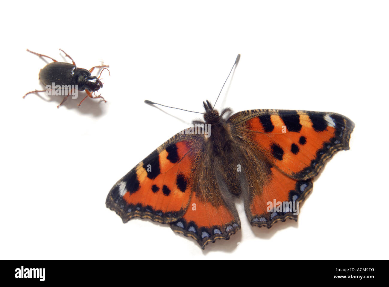 Beatle and butterfly together Stock Photo