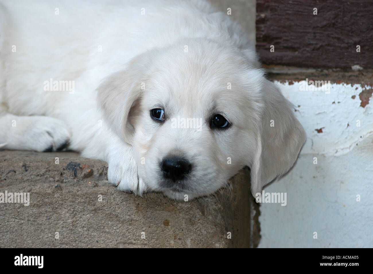 MR portrait of a Golden Retriever puppy Stock Photo - Alamy