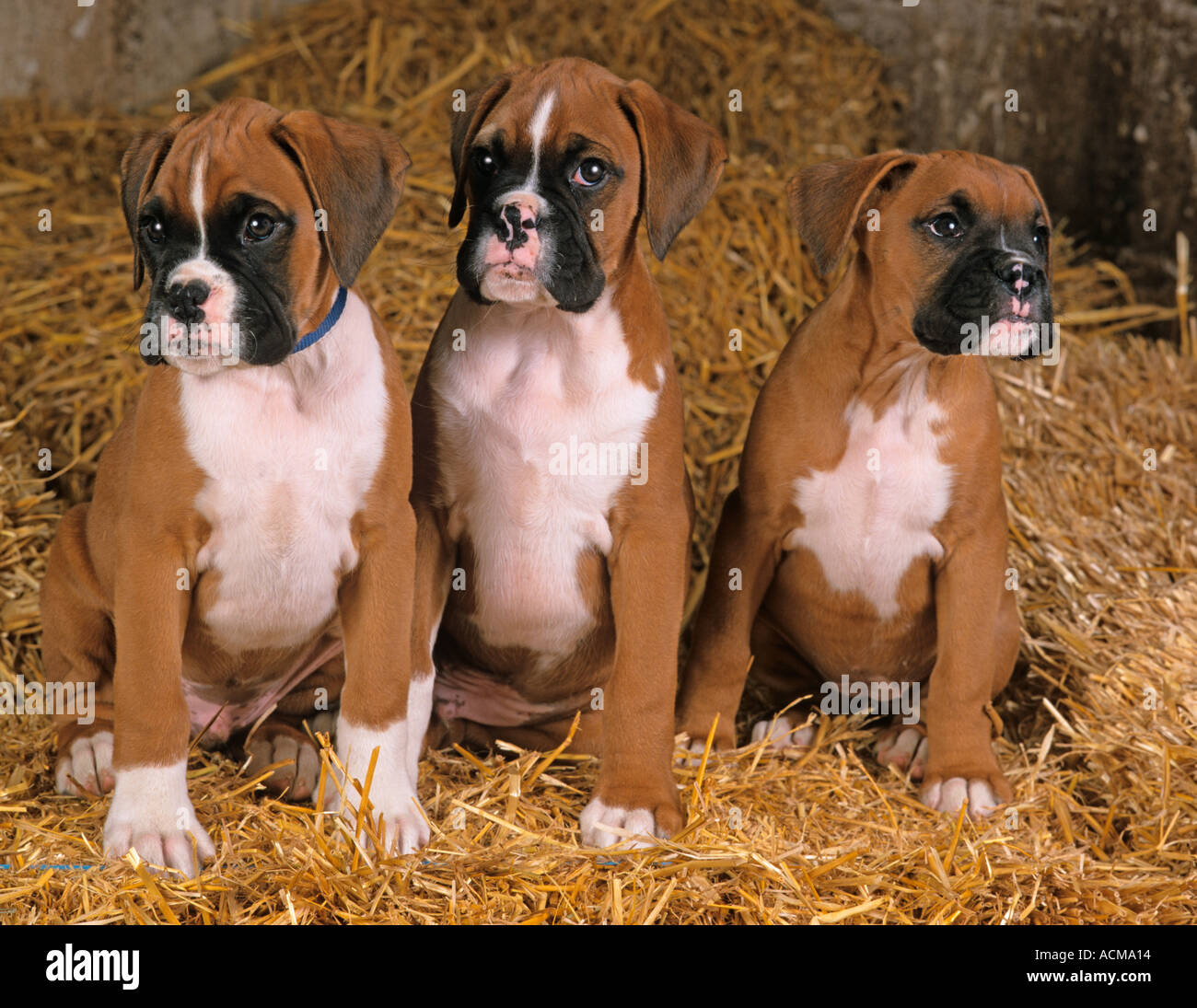 Boxer Dogs Puppies Boxer Dogs Puppies