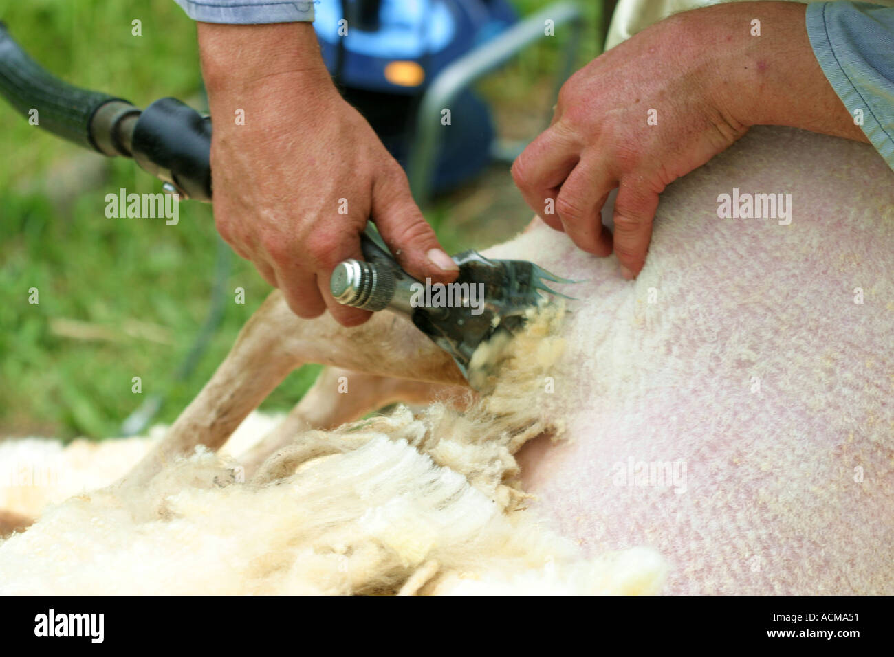 shearing of a sheep with a electrical scissor Stock Photo Alamy