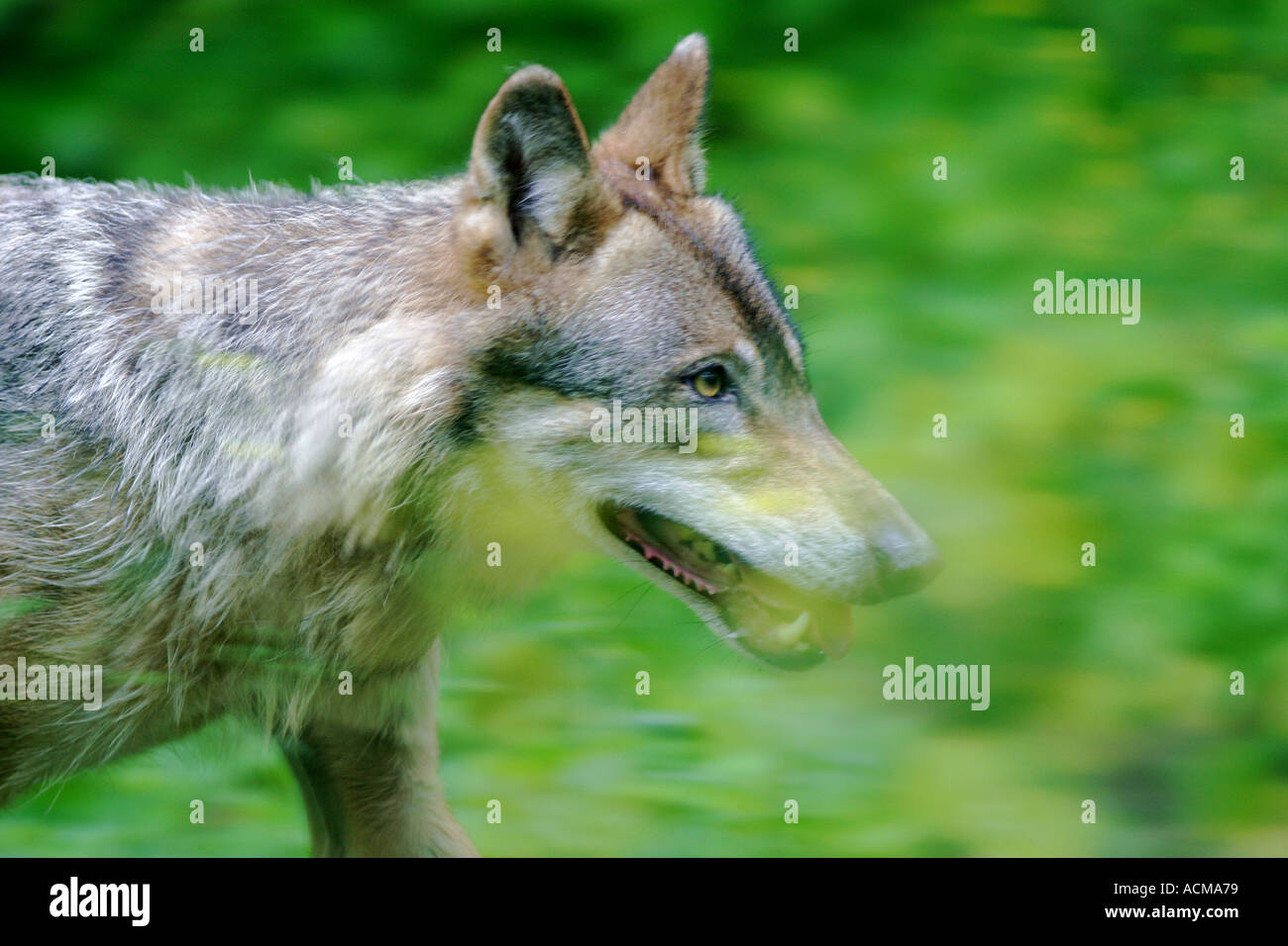 european wolf Canis lupus captive Stock Photo