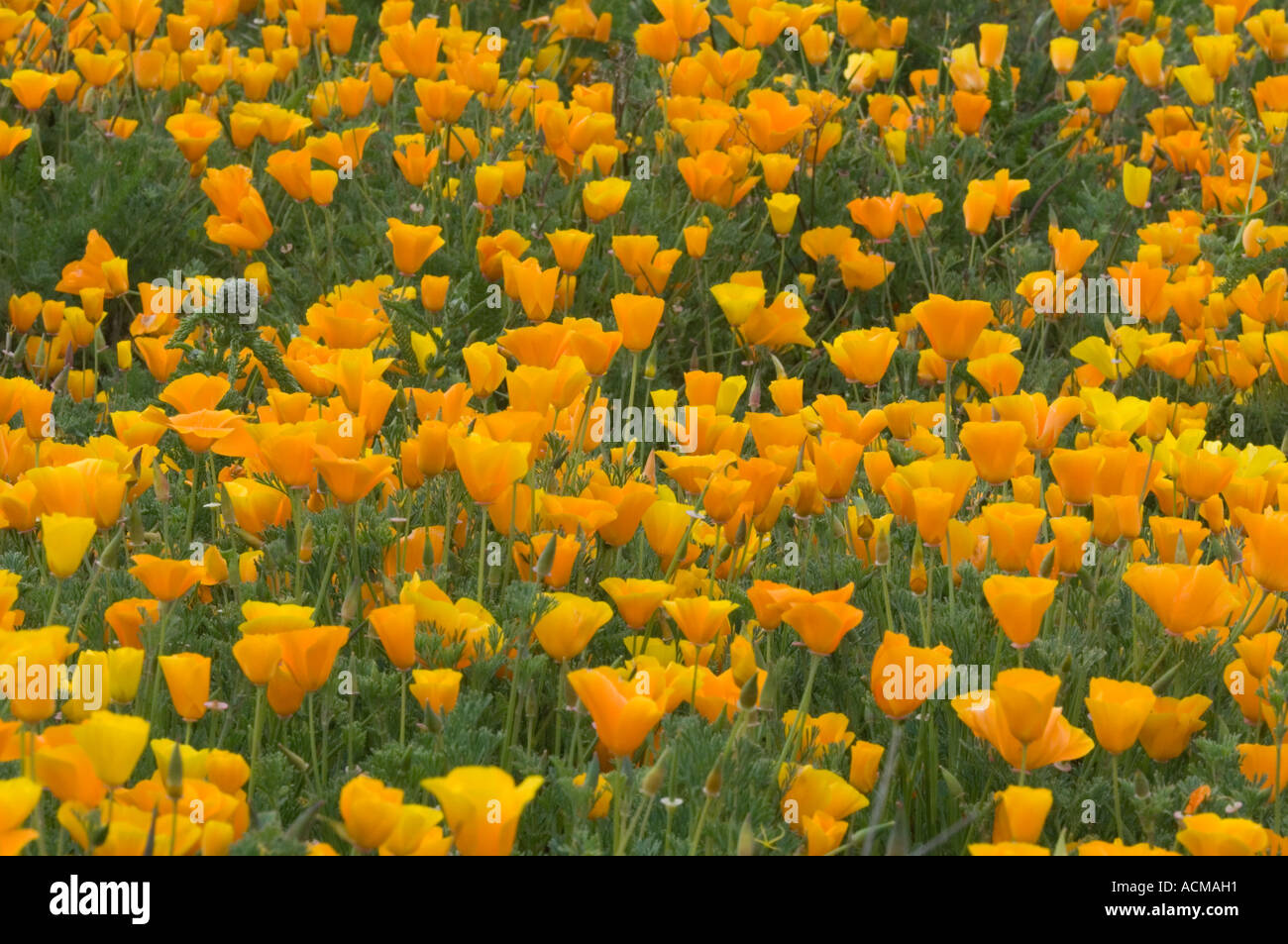 Field of poppies in spring hi-res stock photography and images - Alamy