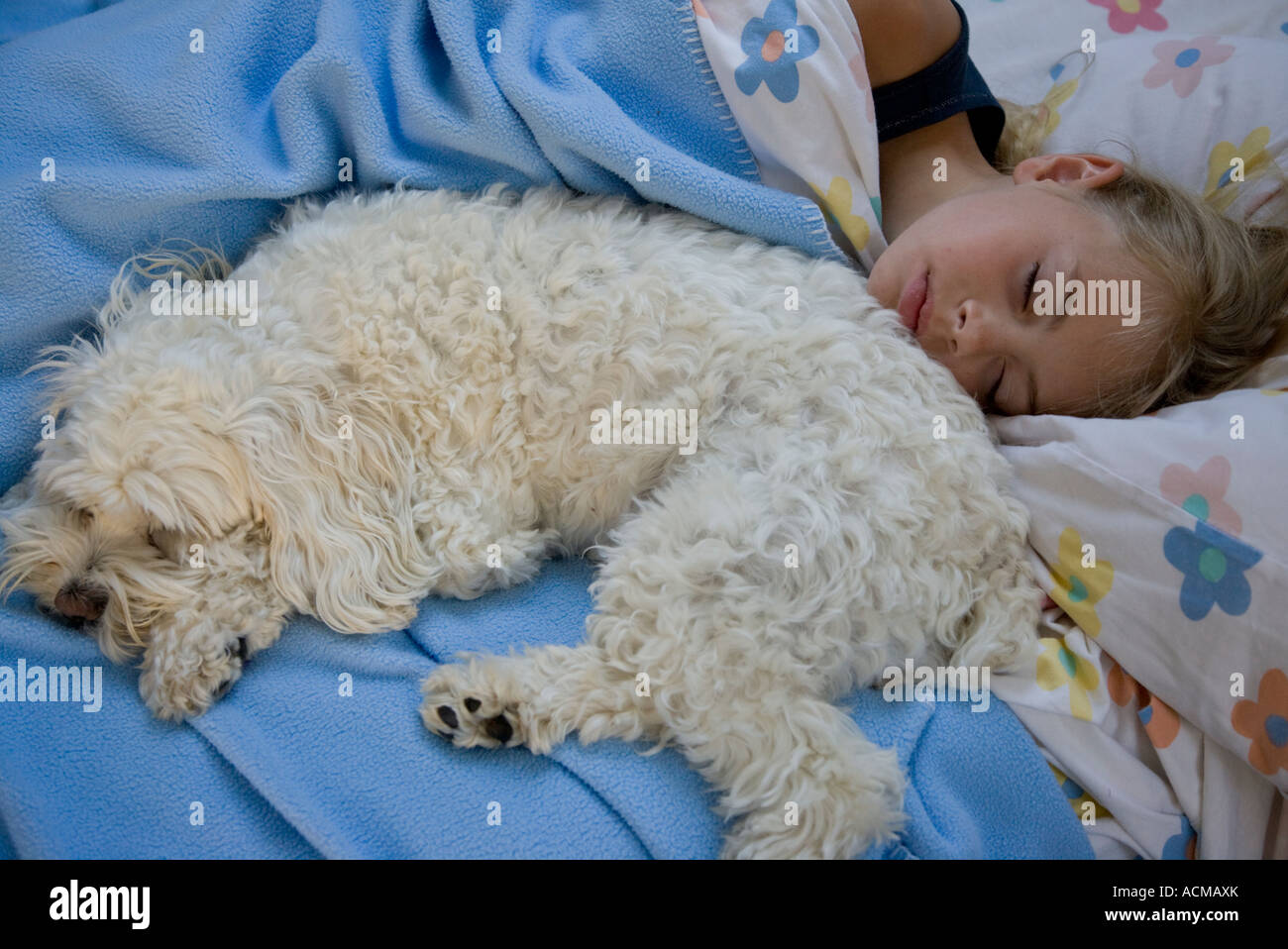 Child sleeping with her pet dog Stock Photo Alamy