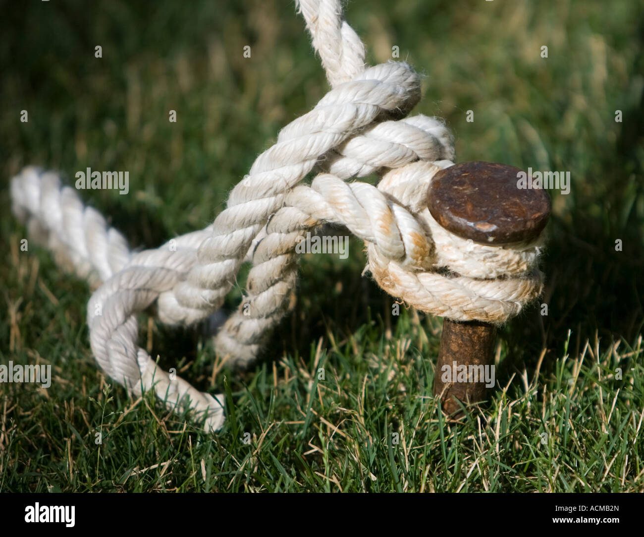 Tied to stake hires stock photography and images Alamy