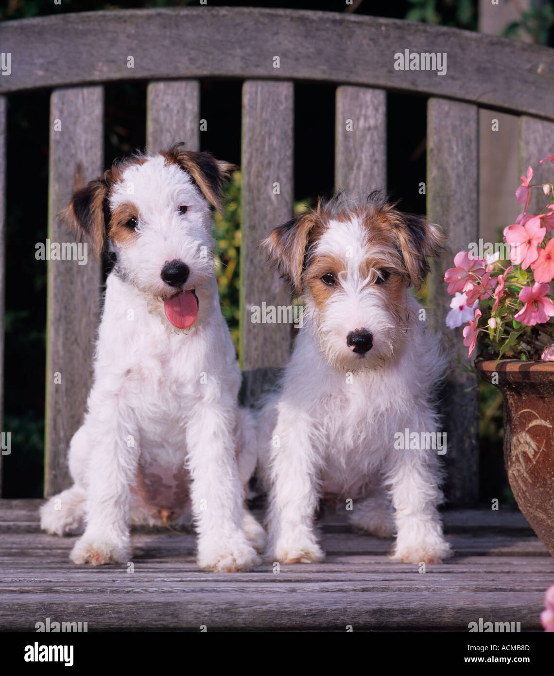Fox Terrier Puppies Stock Photo