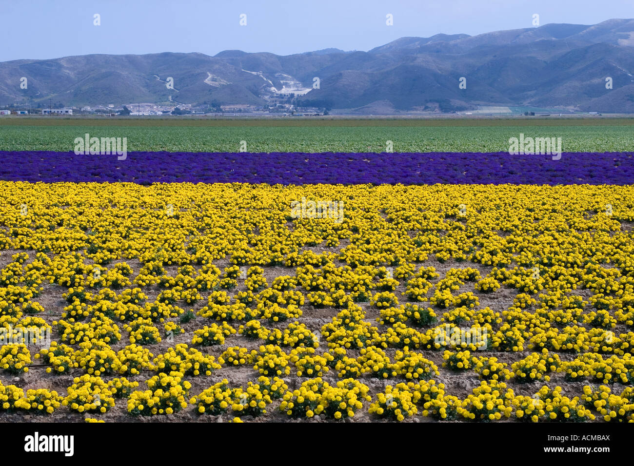 Flower fields in Lompoc Stock Photo Alamy