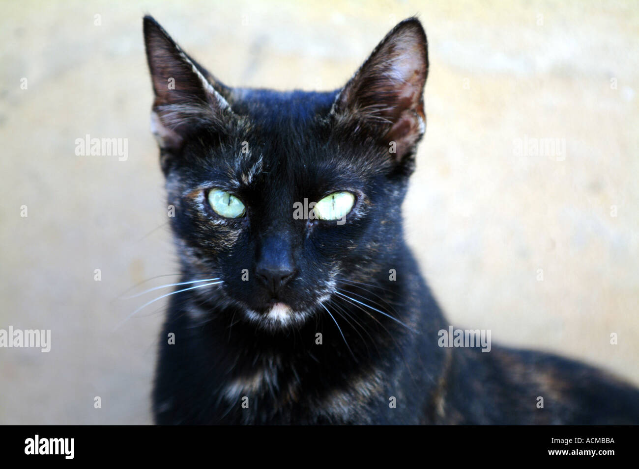 Cat transfixed hi-res stock photography and images - Alamy