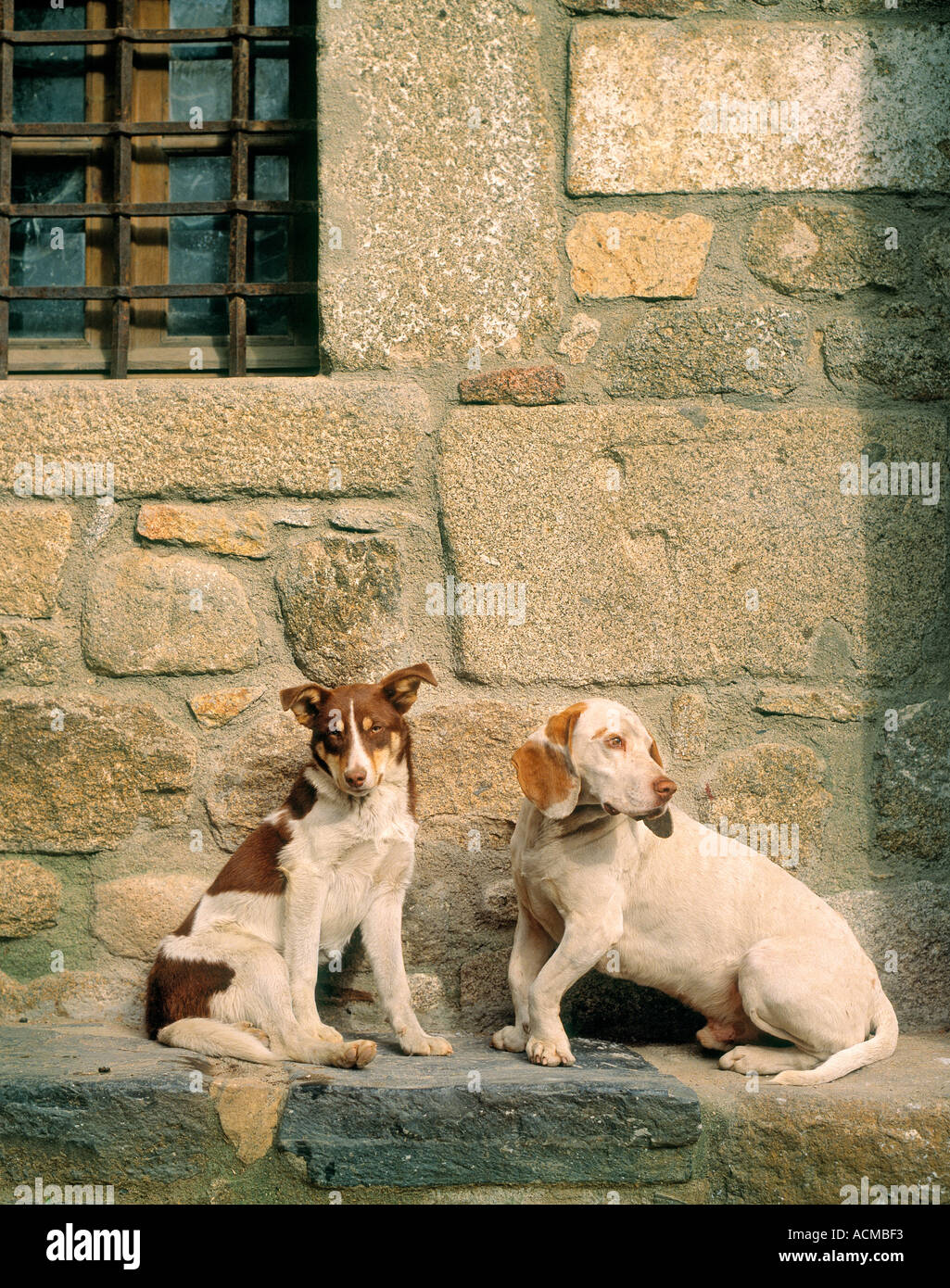 Two old dogs hi-res stock photography and images - Alamy