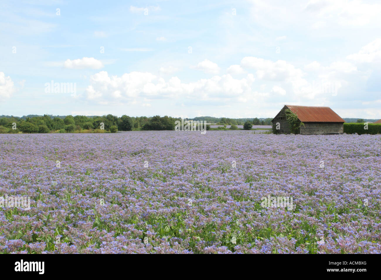 Barn in field of Linseed oil plants Stock Photo Alamy