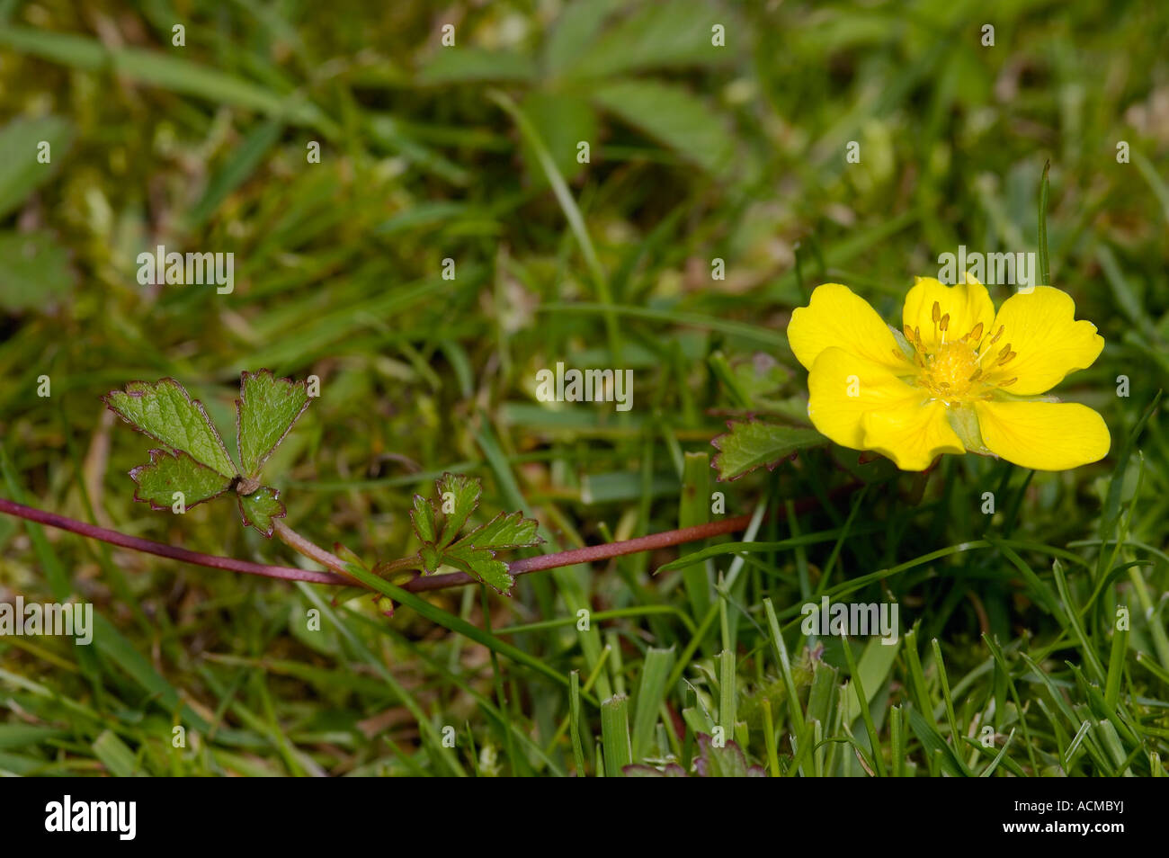 Creeping Cinquefoil Potentilla reptans Flower Red Creeping stem with