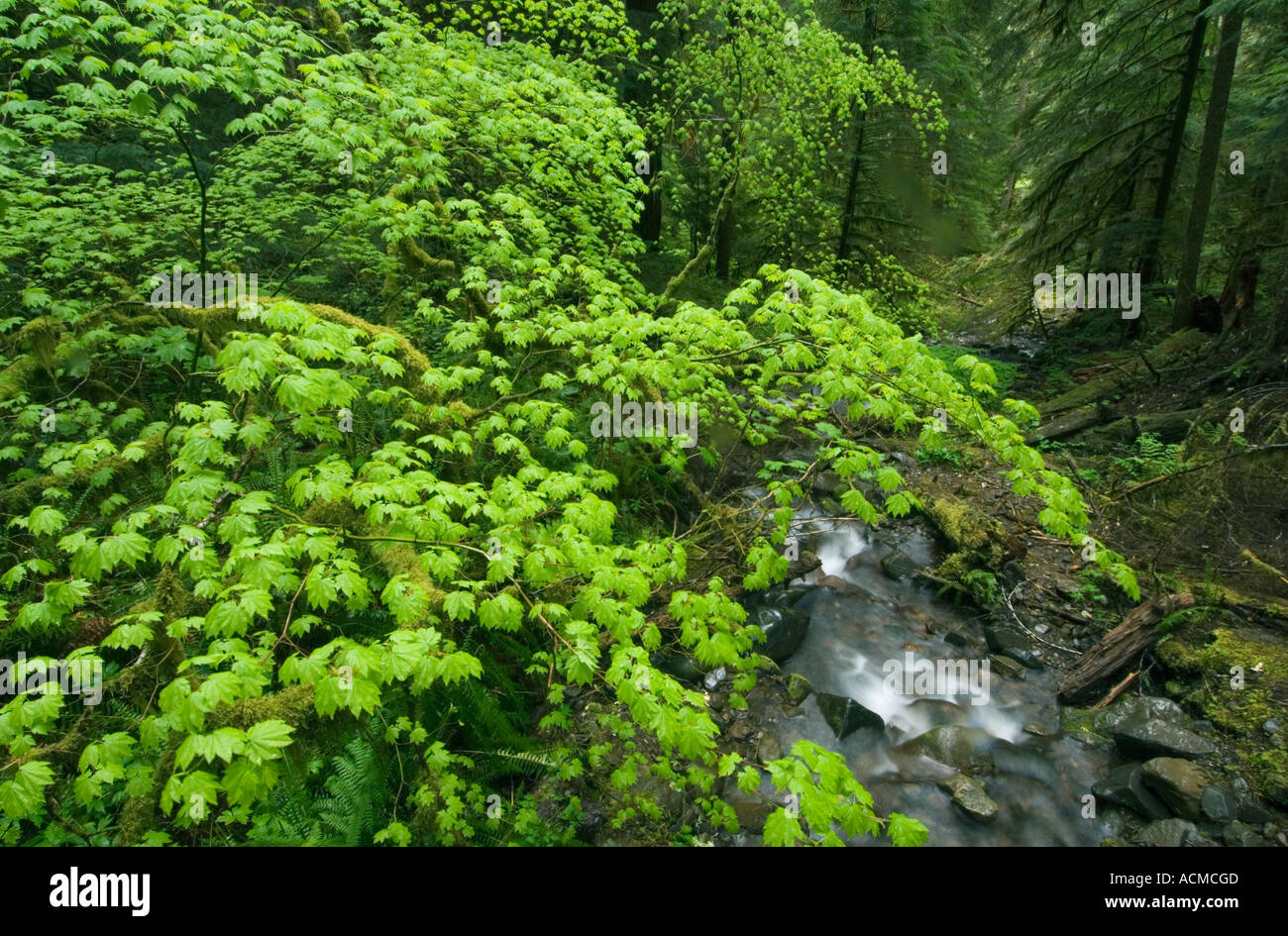 USA, Washington, Olympic National Park, Soleduck Valley, Vine maple in spring (Acer circinatum) Stock Photo