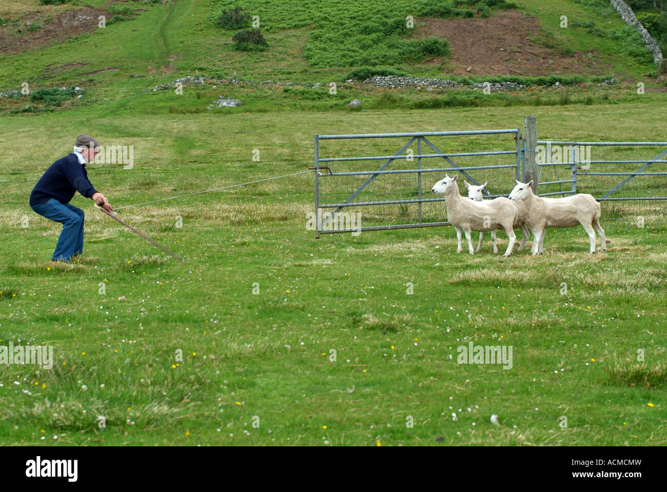 Sheepdog Trials at Gairloch, Ross-shire, North West Scotland, Stock Photo