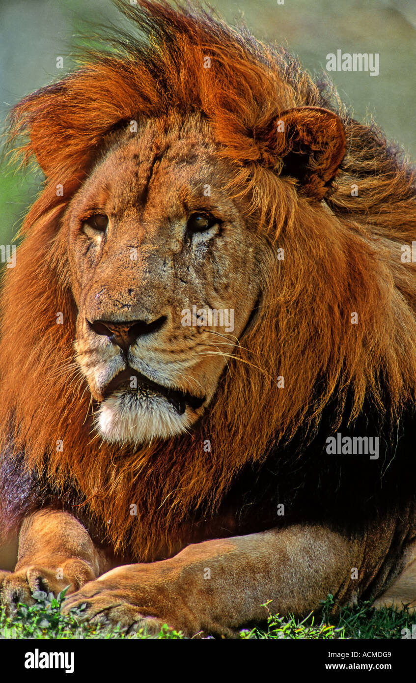 Male lion rest hi-res stock photography and images - Alamy