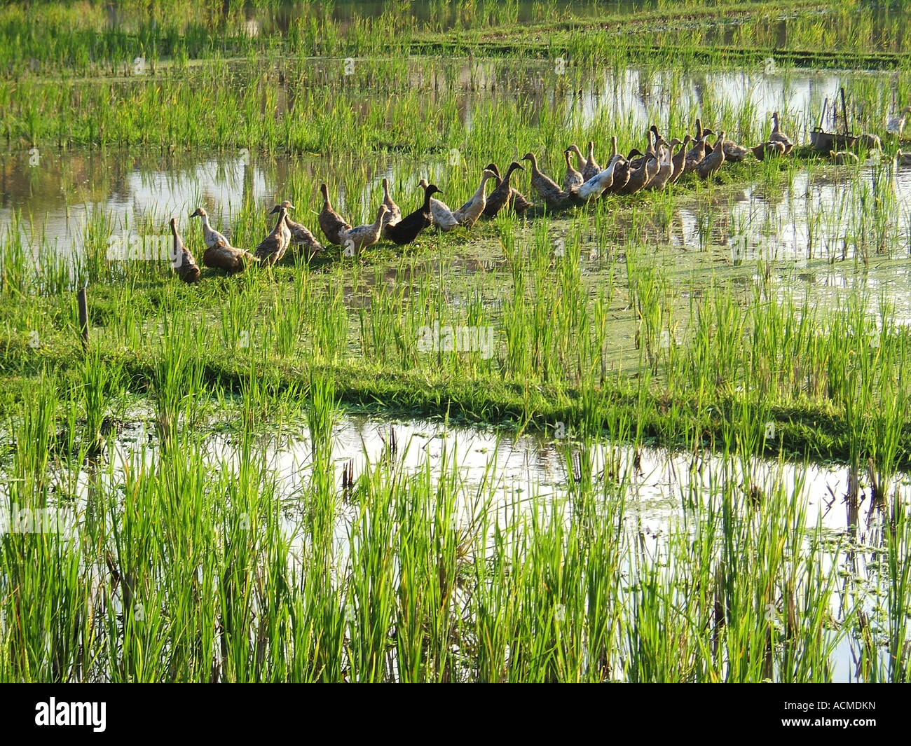 Ducks Clean Rice Paddy Row of Ducks on the edge of the Rice paddies Bali, Indonesia Stock ...
