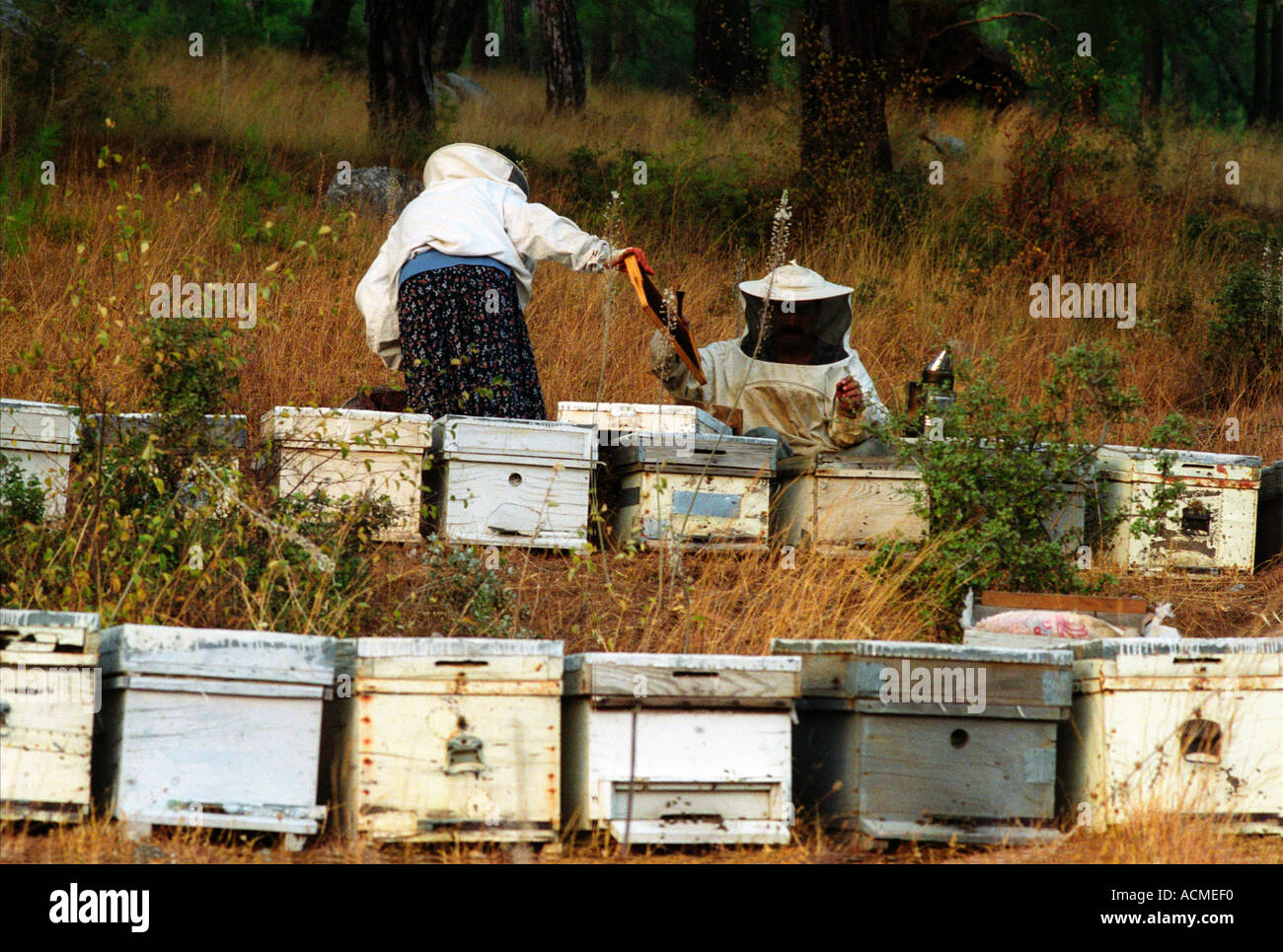 Migrant bee keepers checking bee hives in pine forests near Akyaka in South western Turkey. Stock Photo