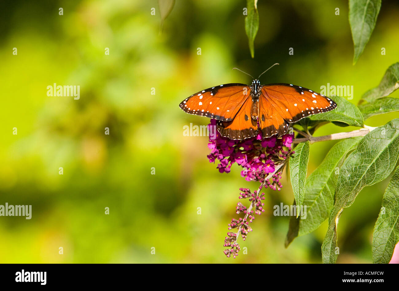 Butterfly at Butterfly Pavilion Museum of Natural Hstory Los Angeles ...