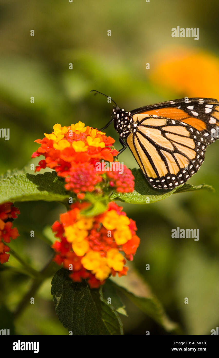 Monarch Butterfly at Butterfly Pavilion Museum of Natural Hstory Los ...