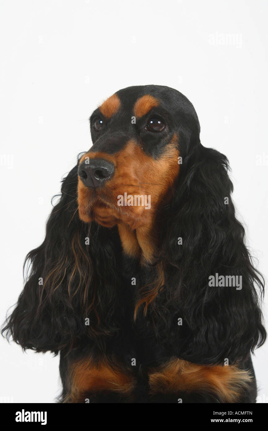 English cocker spaniel black hi-res stock photography and images - Alamy
