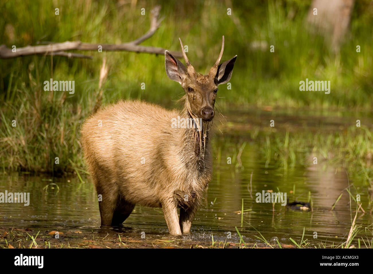 Sambar Deer  Stock Photo