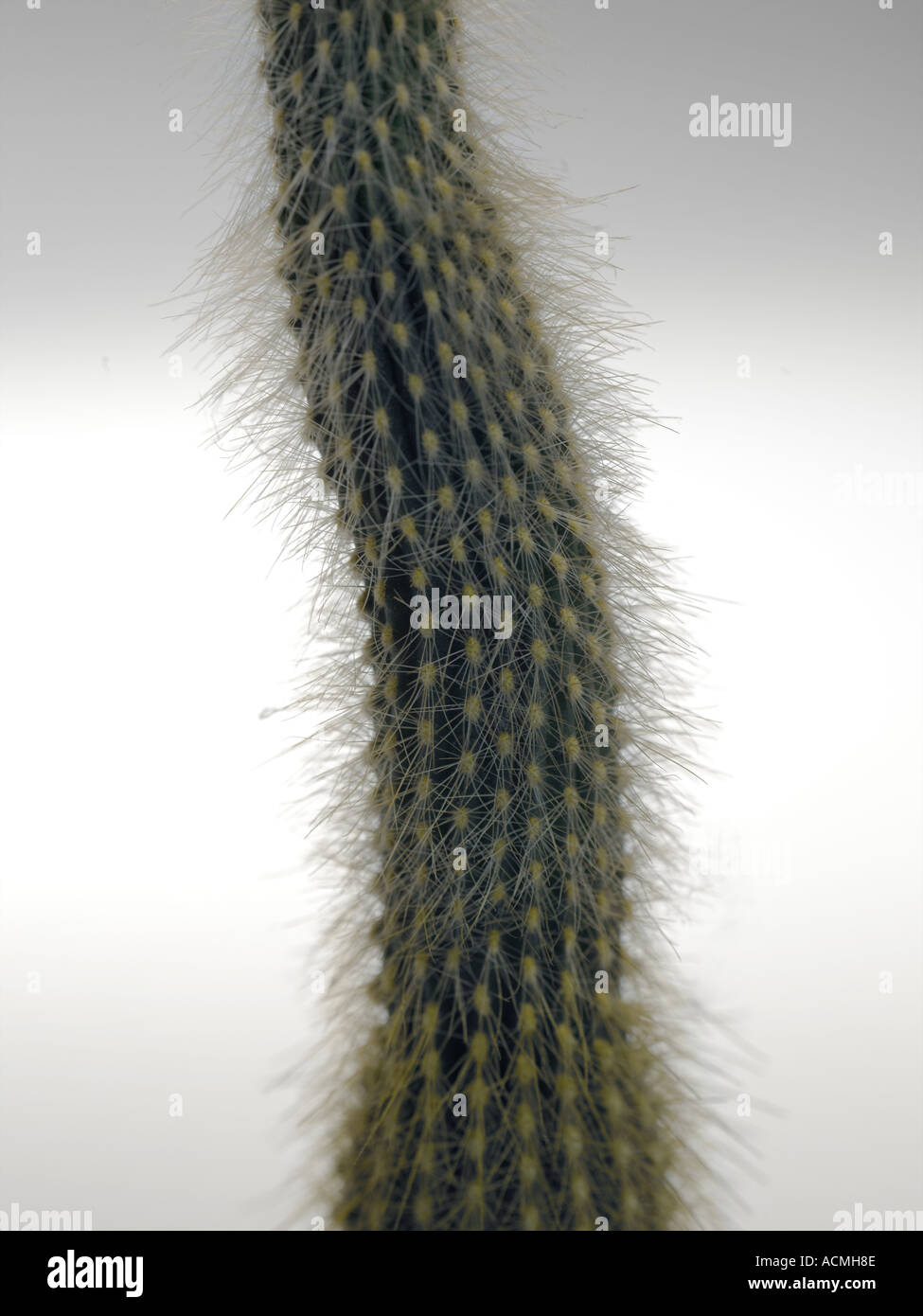 tall cactus for indoors Large Peruvian Cactus main image 1