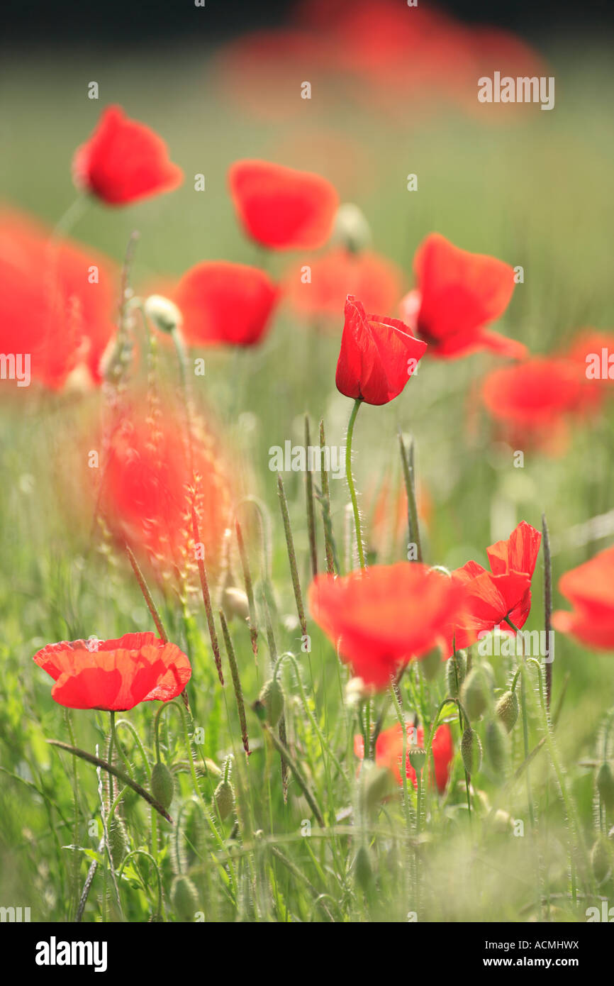 close up of field poppies papaver rhoeas blossoms on a meadow in germany, europe Stock Photo