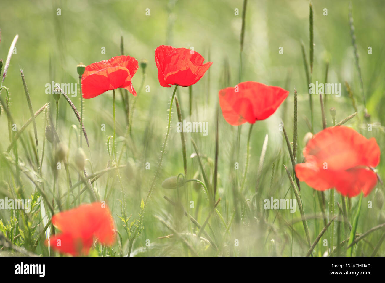 close up of field poppies papaver rhoeas blossoms on a meadow in germany, europe Stock Photo